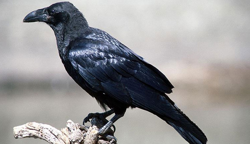 فاجعة مأساوية في مصر..والسبب غراب!