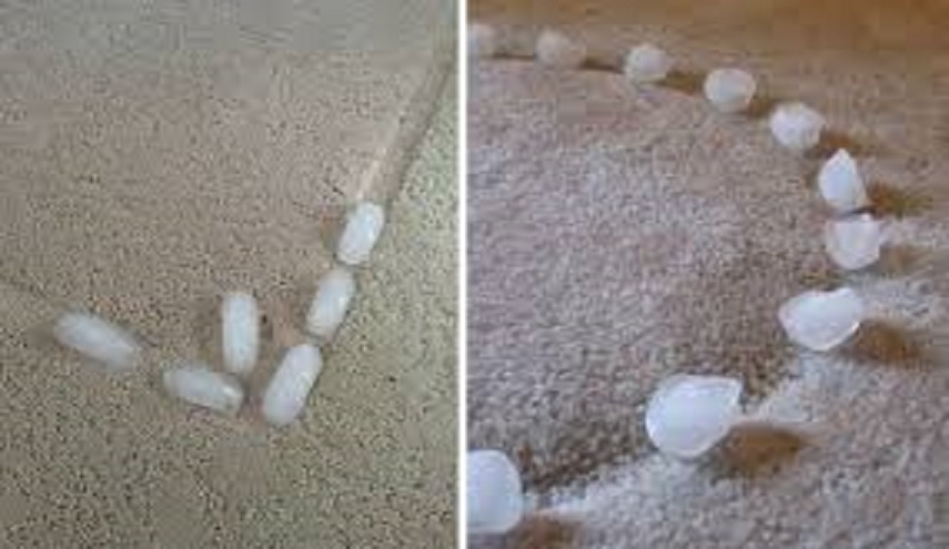 شاهد ما سيحدث لو وضعت مكعبات الثلج على السجادة!