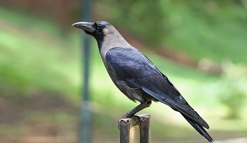  حادث مأساوي.. غراب كبير ينهش جسد رضيع في مصر