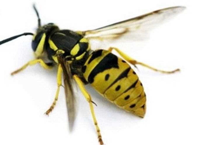 هذا ما عليك فعله في حال تعرضت للدغة دبور!