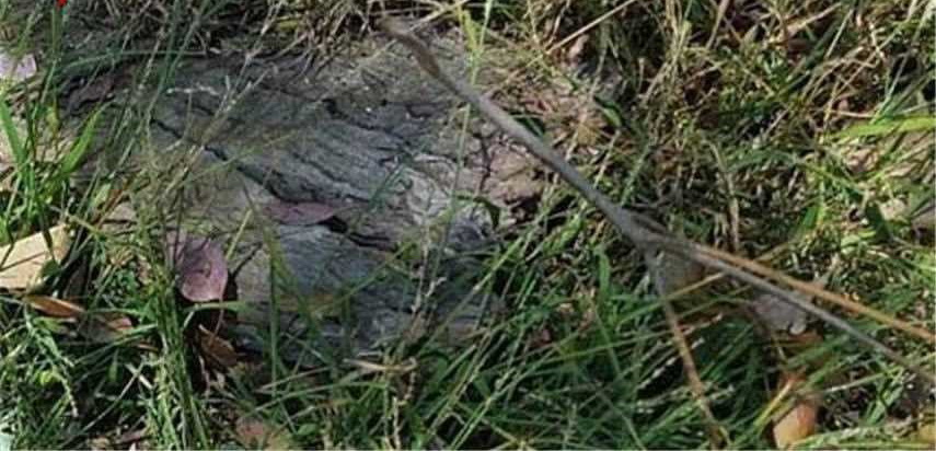 لغز محير.. هل يمكنك استخراج الثعبان من الصورة؟!