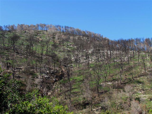 بلندی های فلسطین