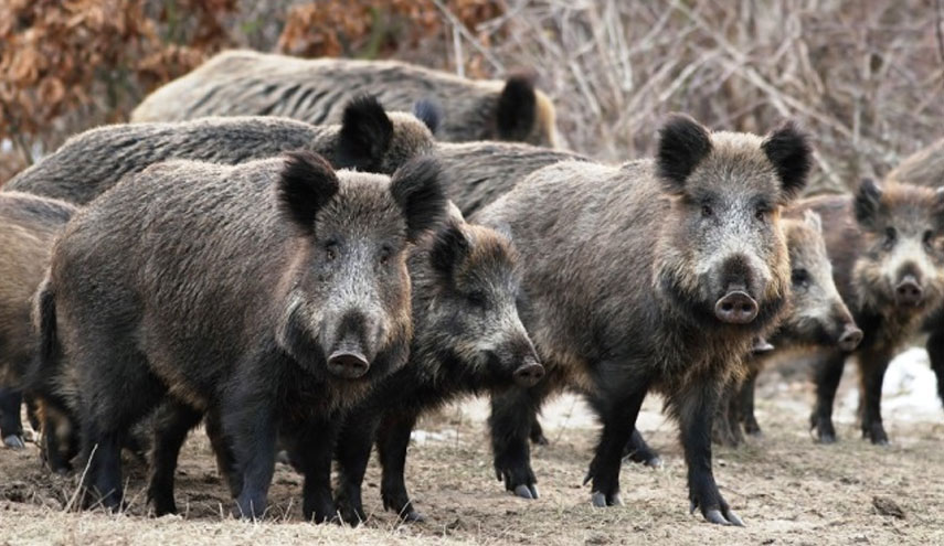 بالصور..هلع في منطقة عراقية..والسبب خنازير متوحشة!!