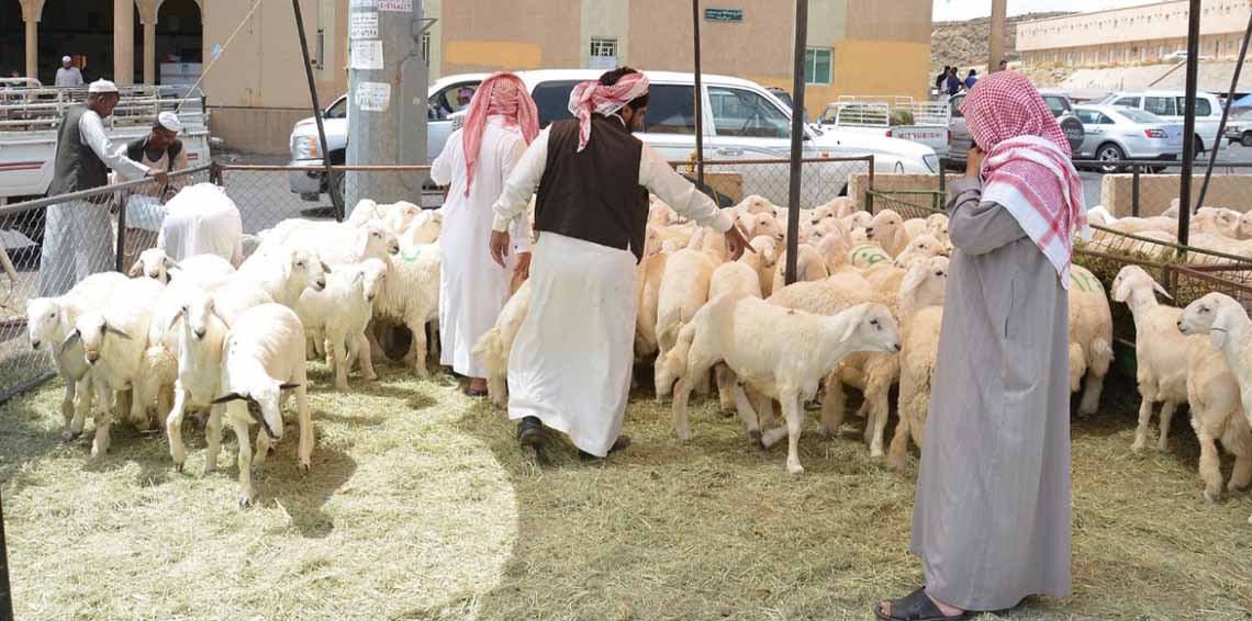 قبل شراء الأضحية.. تأكد من وجود هذه المواصفات 