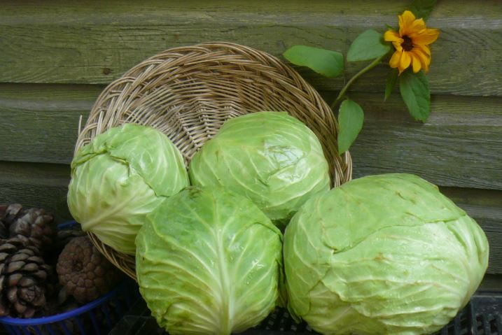  سخن الملفوف في المايكروويف وهذا ما سيحدث ...!!