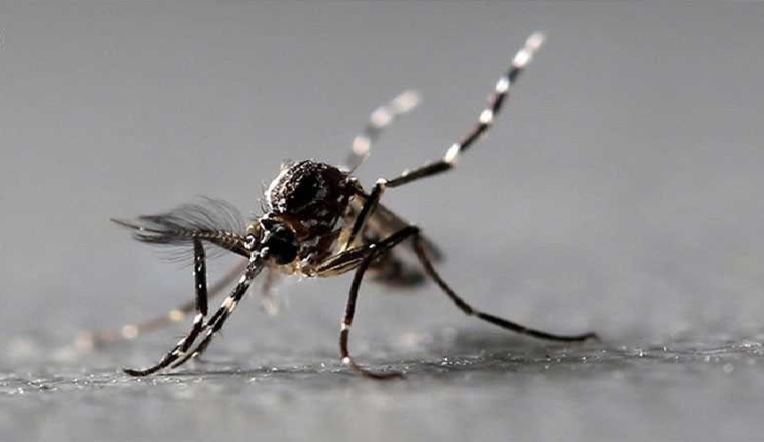 أغرب قرار حظر: تويتر تغلق حساب مغرد بسبب “بعوضة”