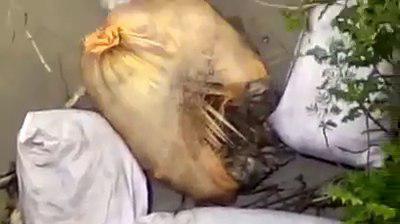 اجساد رها شده مسلمانان روهینگیایی در رودخانه 