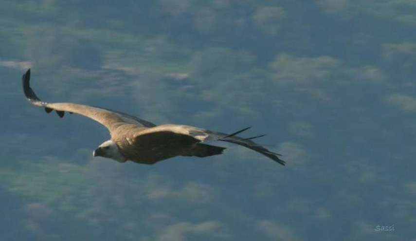 شاهد.. المعارضة السورية تشكر "إسرائيل" وتسلمها "النسر الجاسوس"