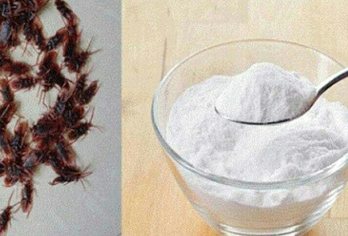 مسحوق سحري يقضي على جميع الصراصير بليلة واحدة!