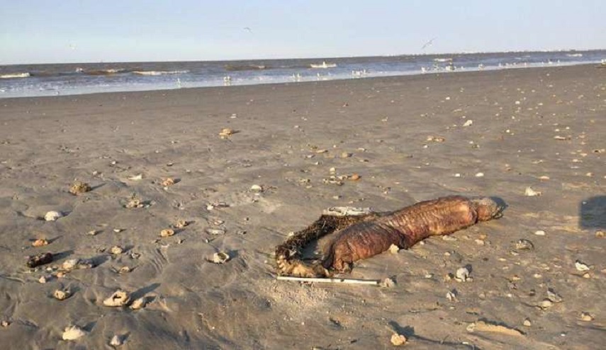 شاطئ تكساس يُظهر حيواناً مرعباً بعد الإعصار (صور)!