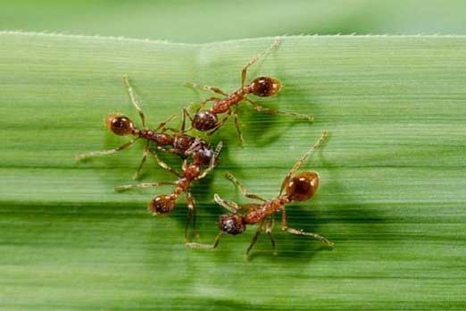 سمّ الحشرات يعالج هذا المرض!