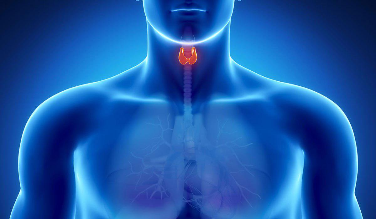 ما هي الأطعمة الممنوعة والمسموحة لمرضى قصور الغدة الدرقية؟