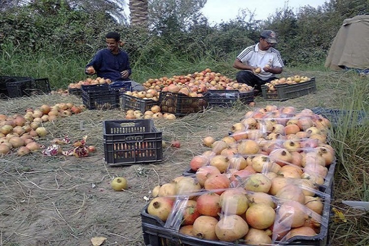 العراق: اختفاء بساتين المقدادية والسبب...