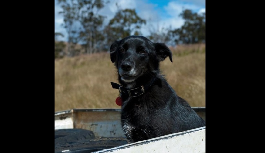 بالصور.. هذا كلب يشعل مواقع التواصل.. لو عرف السبب بطل العجب؟!