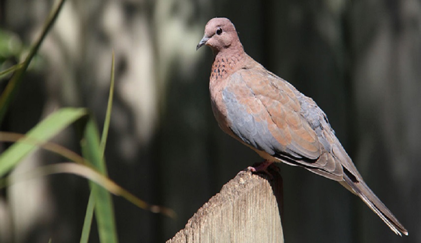 ما هي الطيور التي يحلّ أكلها؟