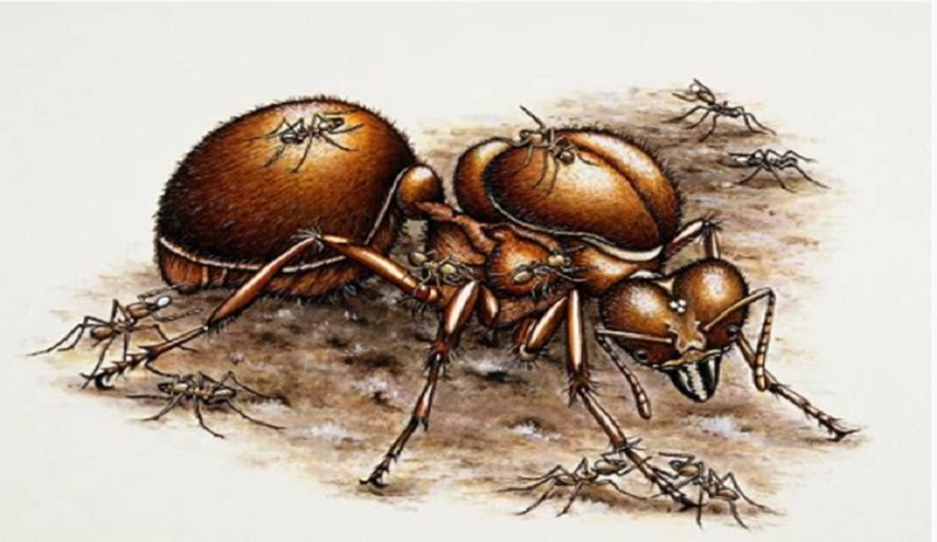 رد مُبهر من قاضٍ سعودي على رافع قضية ضد داهس نملة!