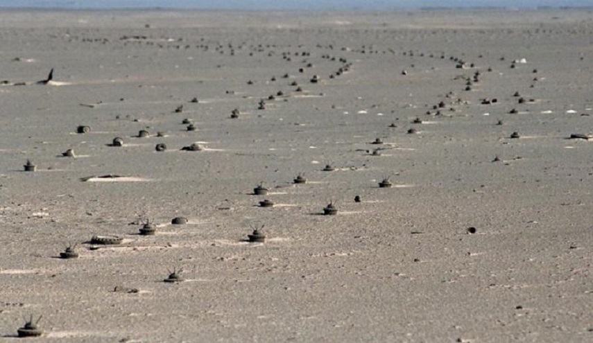 الكشف عن اخطر منطقة في بادية السماوة العراقية؟