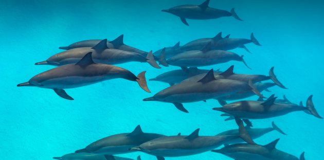 “جيش من الدلافين” لمواجهة حزب الله !