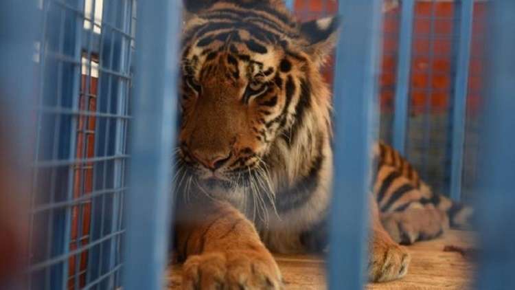 هولندا تستقبل نمرين من حلب!