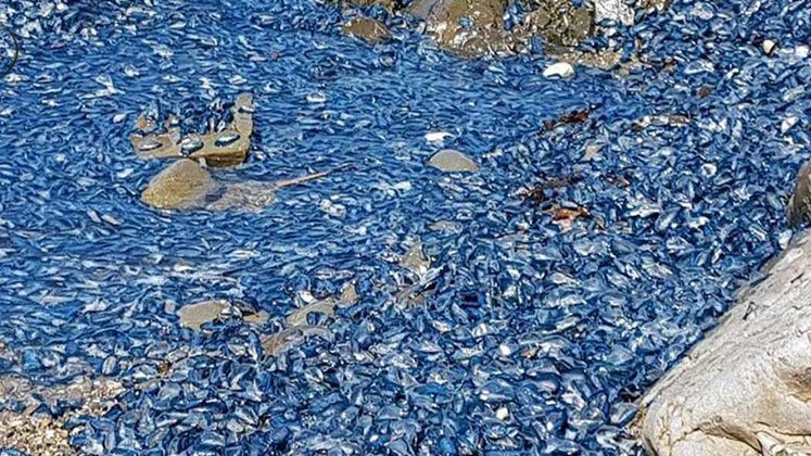 مخلوقات غريبة تغزو شواطئ نيوزيلندا