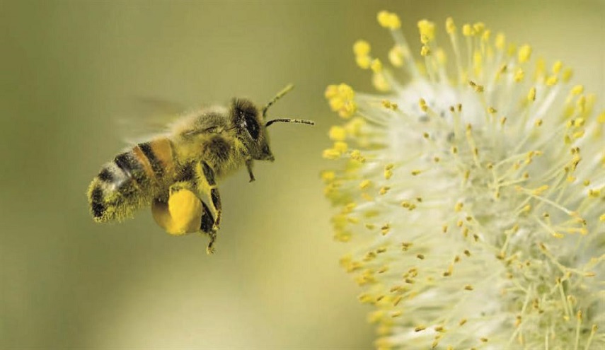 تناقص عدد الحشرات يهدد الحياة على الأرض  