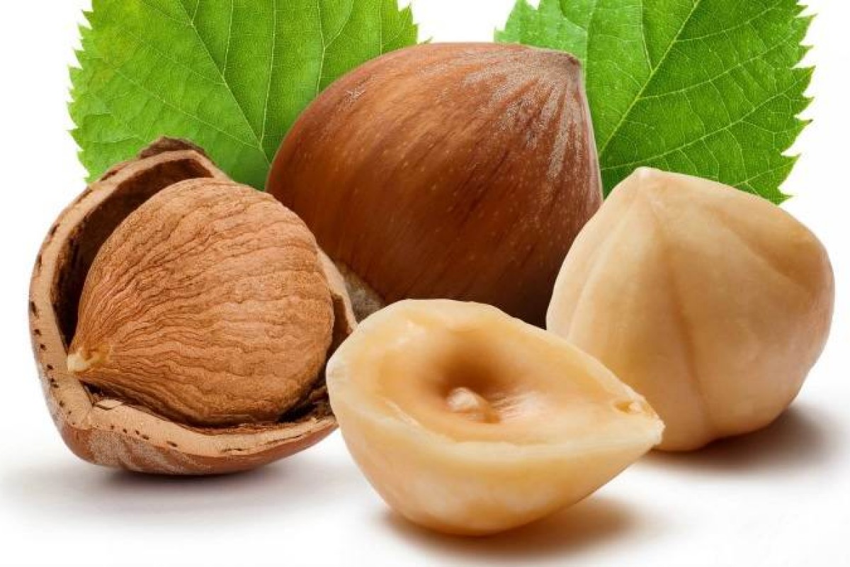 خواص فندق  از منظر طب الرضا عليه السلام