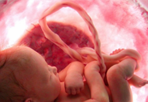 ماهي فوائد دم الحبل السري؟ .. تعرّف عليها