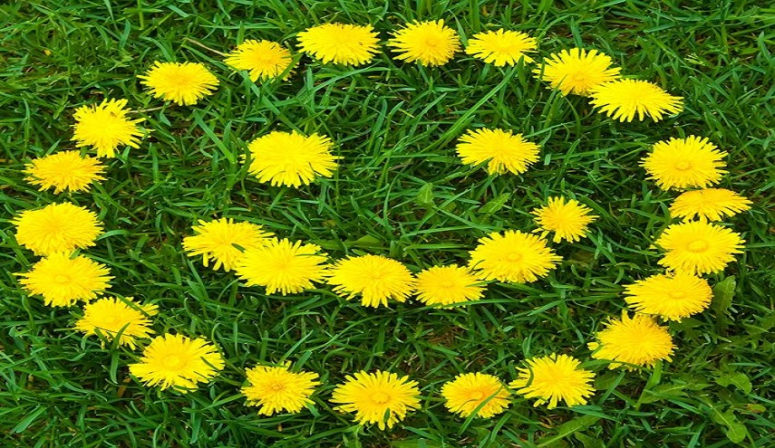  اكتشفوا فوائد الهندباء البرية للجهاز الهضمي!