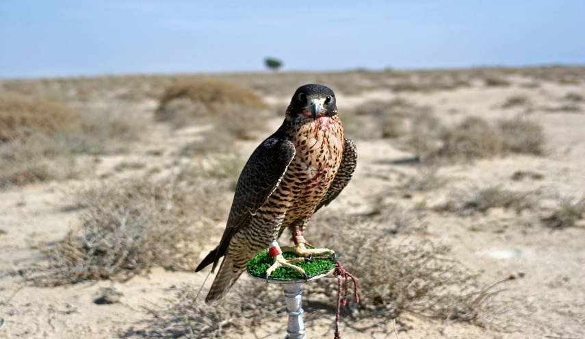  في ديالى.. ملايين تهبط من السماء ببادية حدودية