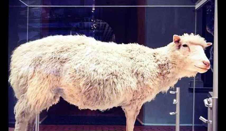 كيف ماتت النعجة «دوللي»؟.. أسرار تنشر لأول مرة 