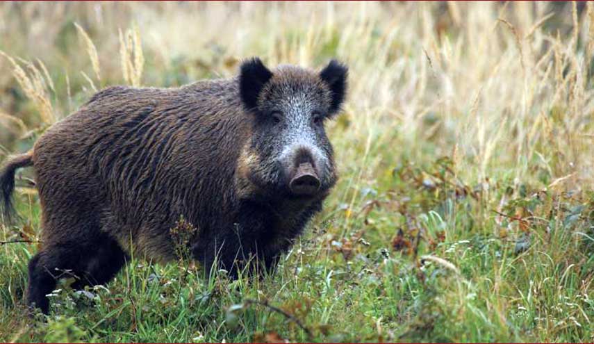 مصير حيوان مفترس هاجم اهالي حديثة