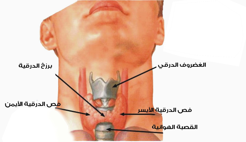 خطير.. إذا كان لديك مشكلة في الغدة الدرقية أكثِر من الفاصوليا وتجنّب الصويا والتدخين..