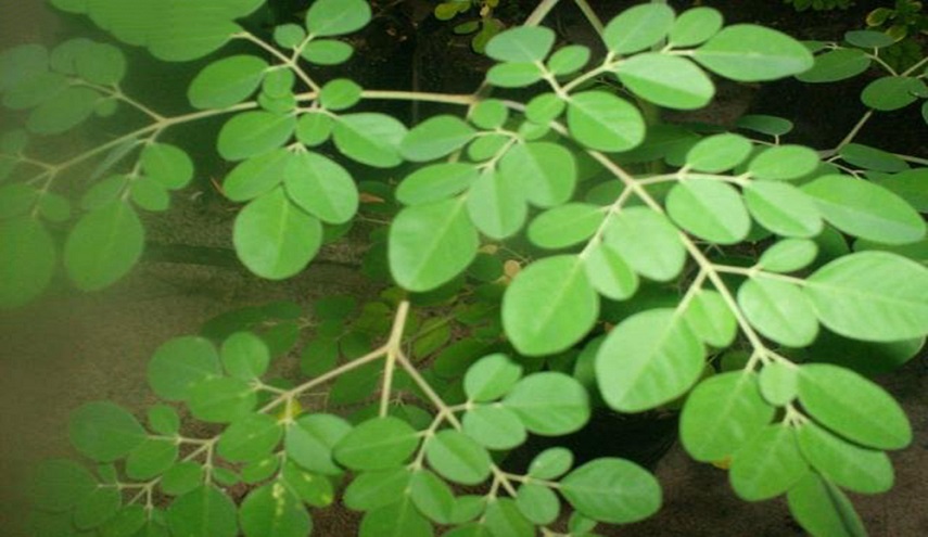 اليك الفوائد المذهلة للشجرة المعجزة "المورينغا"  