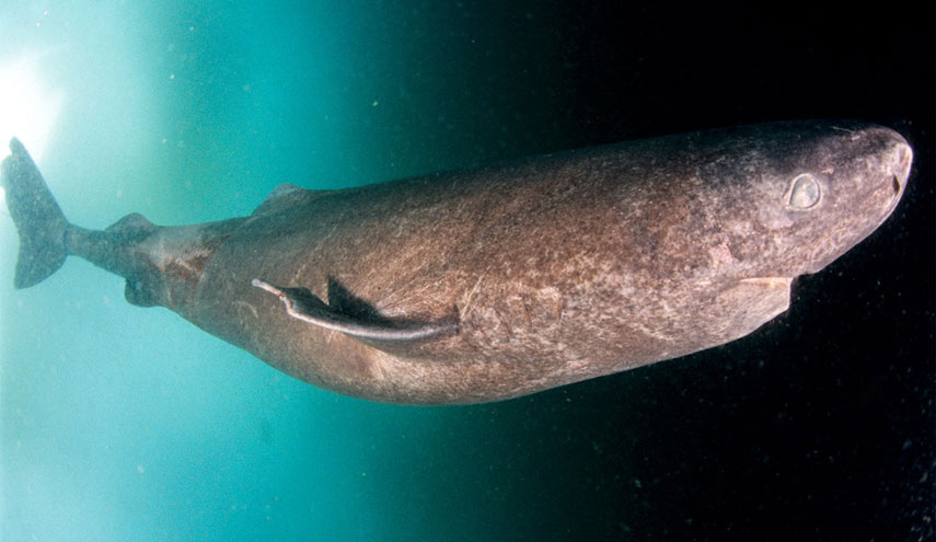 بالصور.. أقدم كائن حي على الأرض؟!