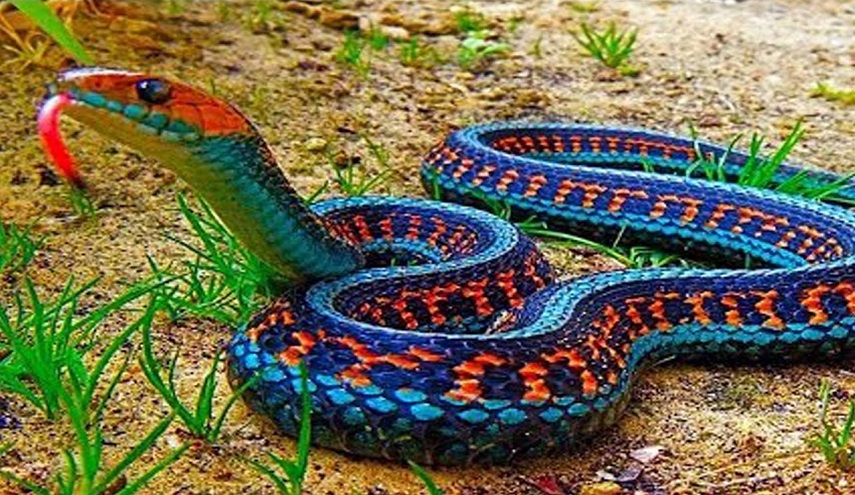 8 حقائق شيقة قد لا تعرفها عن الثعابين..!