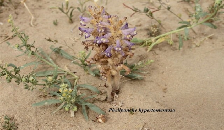 طالبة دكتوراه عراقية تكتشف نباتا جديدا على العلم!