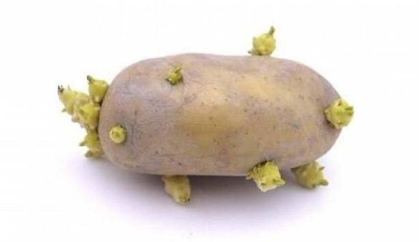 لهذا السبب لا ترمي البطاطا عند ظهور براعم عليها