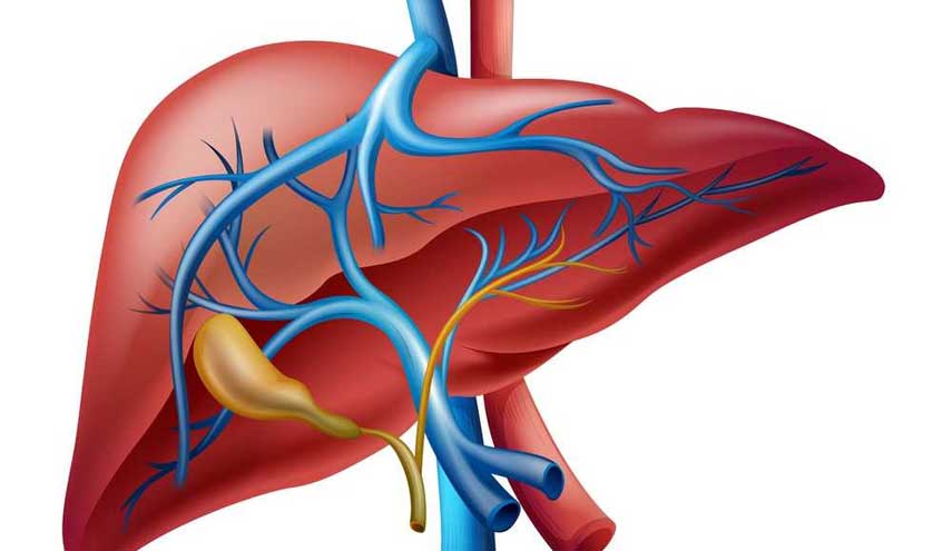 تعرف على الأمور التي تؤدي لتضرر الكبد وكيفية تفاديها