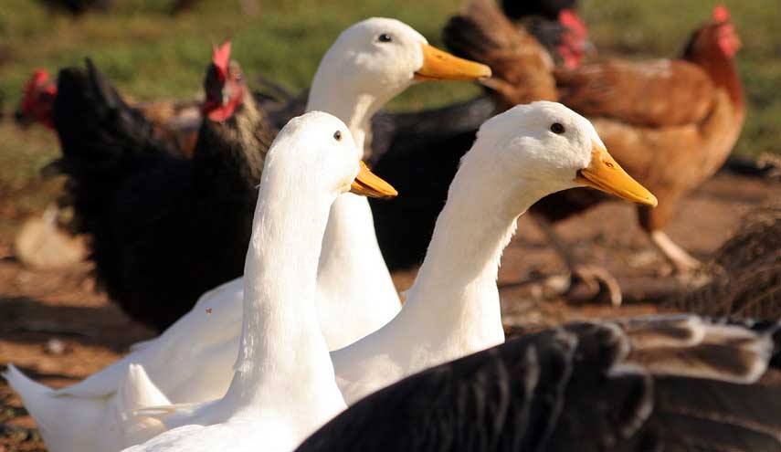 الإمارات تحظر استيراد دواجن حية من السعودية بسبب إنفلونزا الطيور