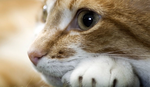 الحيوانات الأليفة التي تقتل أصحابها