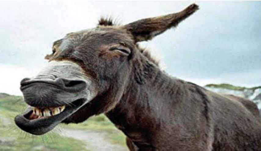 قصة حقيقية .. باع حماره فأصبح مليارديراً!!