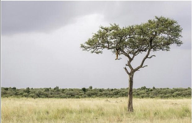 اختبار لقوة الملاحظة.. هل يمكنك تحديد مكان “الفهد” في هذه الصورة؟