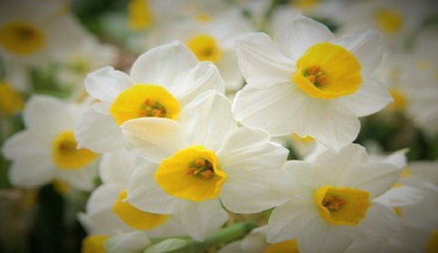 تعرف على خصائص مذهلة لزهرة النرجس..