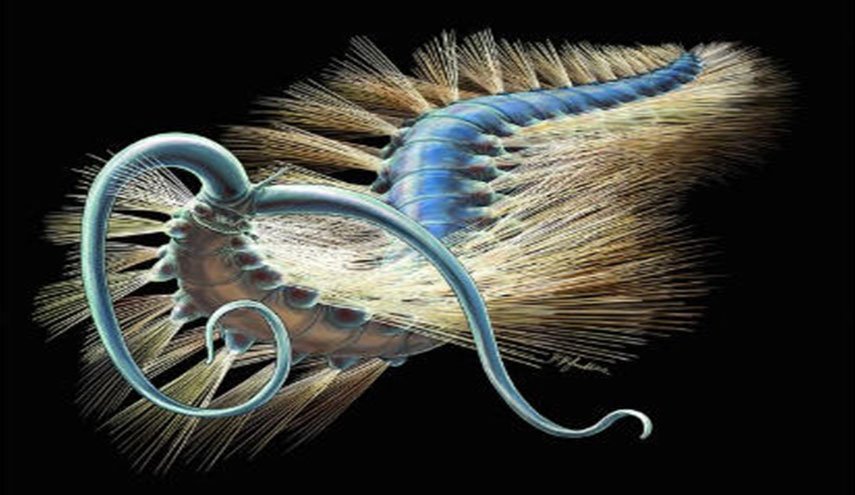 مخلوق "غريب" عمره 508 أعوام قد يشكل صرحا علميا!