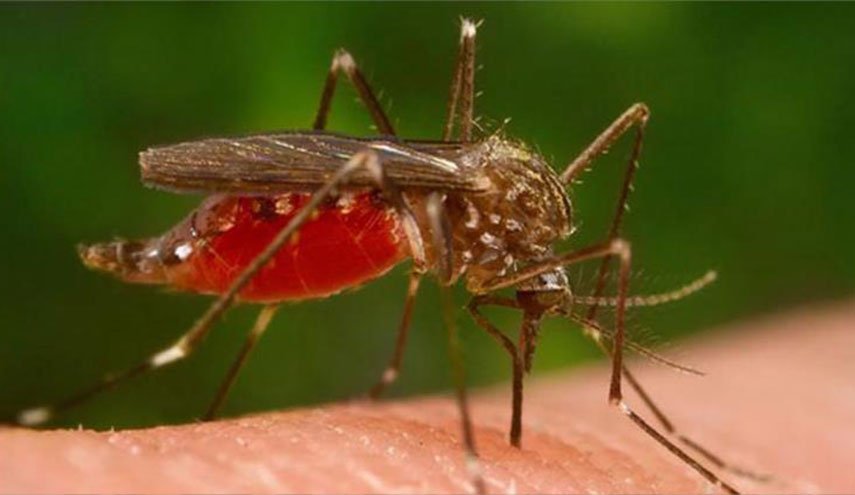 دراسة: البعوض أذكى بكثير مما نتصور!!
