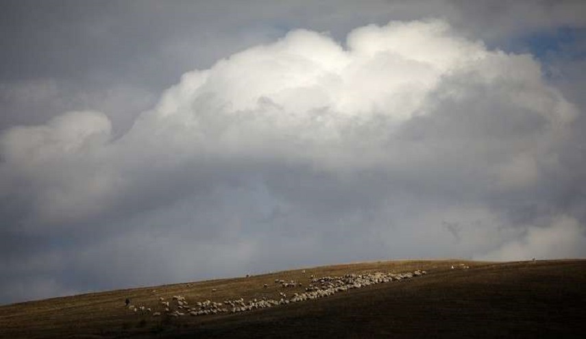 30 ألف رأس ماشية خسائر عفرين في "غصن الزيتون"