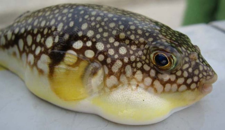 تعرف على "السمكة القاتلة" تقتل كل من يلمسها