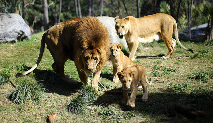 حادثة مروعة... العثور على جثة لم يبق منها سوى الرأس والسبب..