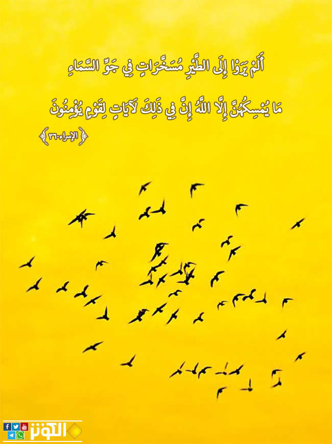 ومن الطير آيات للمؤمنين...