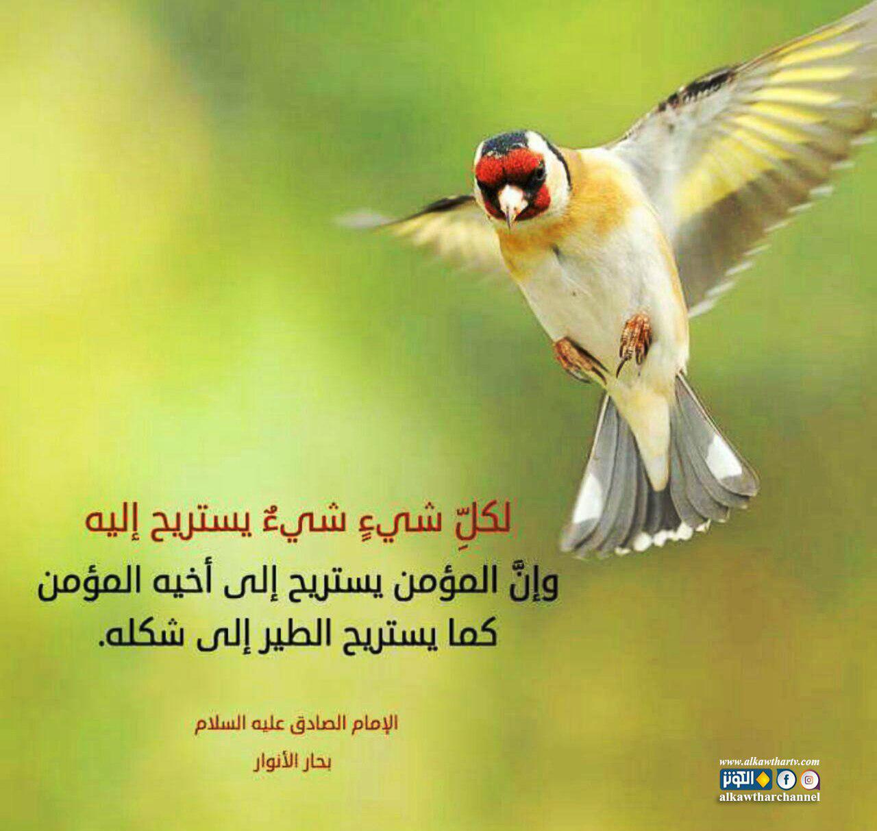 لكل شئ شئ يستريح له...